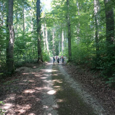 Waldgeflüster