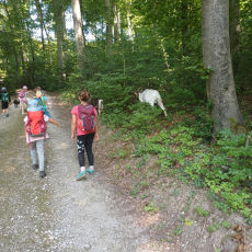 Waldgeflüster