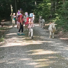 Waldgeflüster