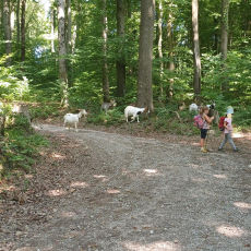 Waldgeflüster
