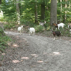 Waldgeflüster