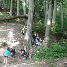 Waldgeflüster