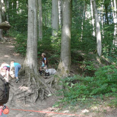 Waldgeflüster