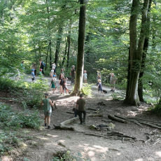 Waldgeflüster