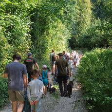 Waldgeflüster