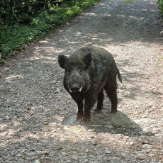 Waldgeflüster